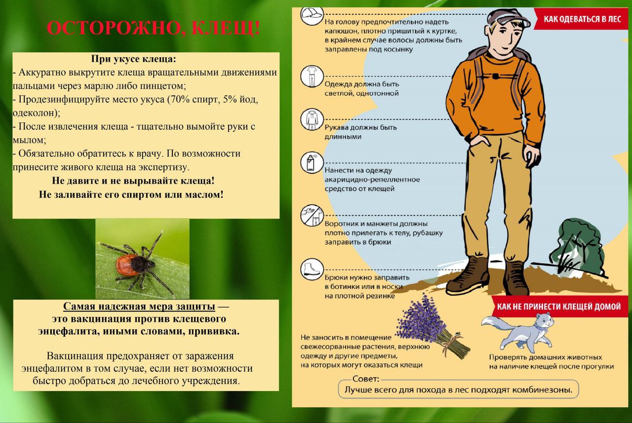 Памятка о профилактике клещевого энцефалита Памятка о профилактике клещевого энцефалита
