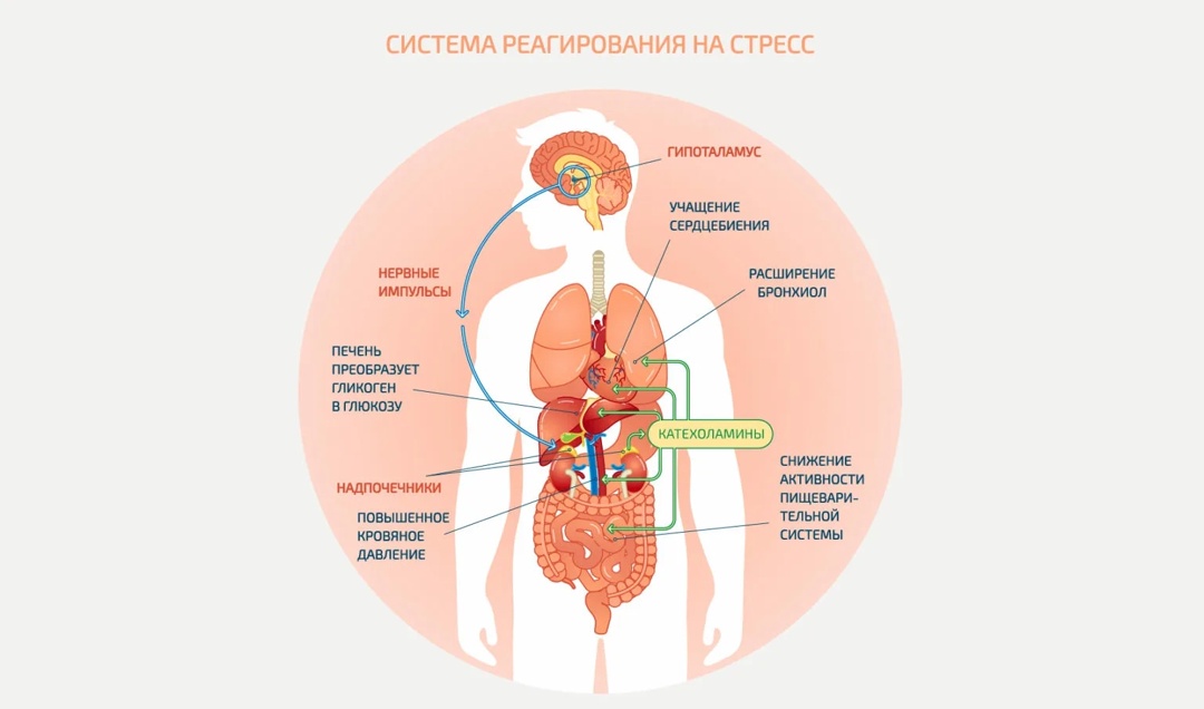 Влияние хронического стресса на эндокринную систему