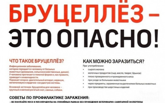 Бруцеллез Бруцеллез